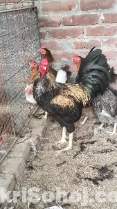 শংকর হাসলি মোড়গ